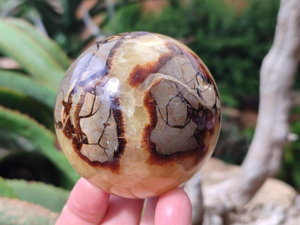Polished Septerye Spheres x 4 From Mahajanga, Madagascar