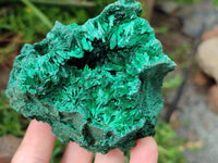 Natural Silky Malachite Specimens x 6 From Kasompe, Congo