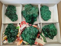 Natural Silky Malachite Specimens x 6 From Kasompe, Congo