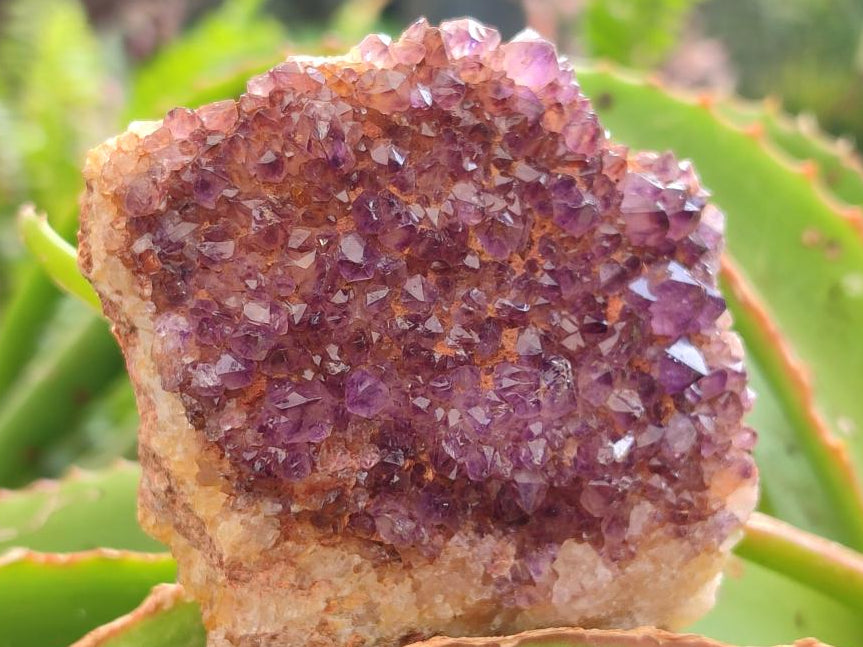 Natural Dark Purple Spirit Quartz Crystal Plates x 7 From Boekenhouthoek, South Africa