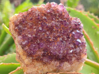 Natural Dark Purple Spirit Quartz Crystal Plates x 7 From Boekenhouthoek, South Africa