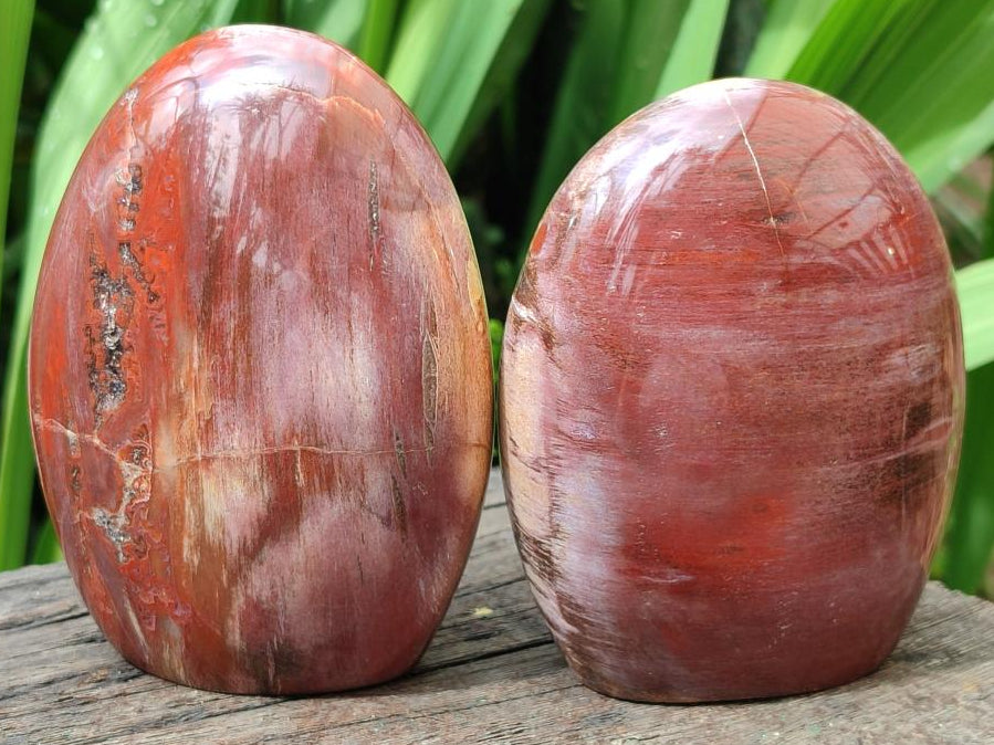Polished Red Podocarpus Petrified Wood Standing Free Forms x 2 From Mahajanga, Madagascar
