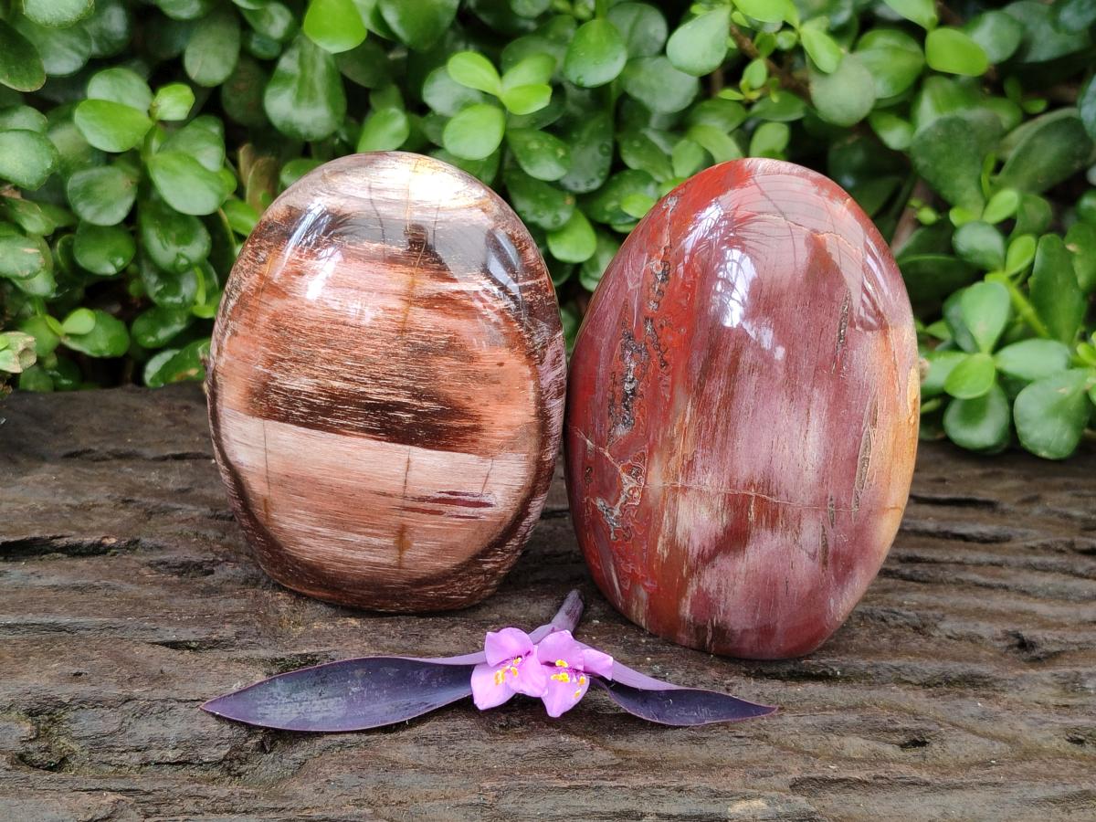 Polished Red Podocarpus Petrified Wood Standing Free Forms x 2 From Mahajanga, Madagascar