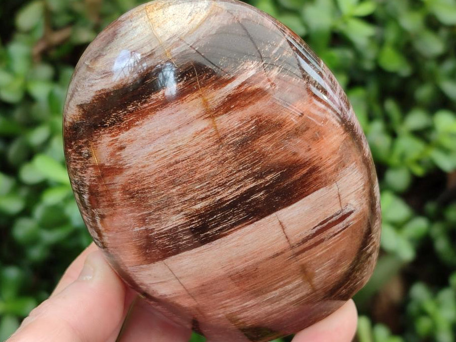 Polished Red Podocarpus Petrified Wood Standing Free Forms x 2 From Mahajanga, Madagascar
