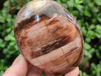 Polished Red Podocarpus Petrified Wood Standing Free Forms x 2 From Mahajanga, Madagascar