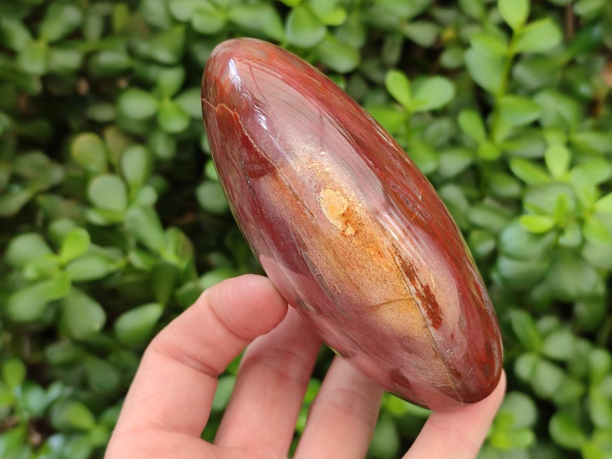 Polished Red Podocarpus Petrified Wood Standing Free Forms x 2 From Mahajanga, Madagascar