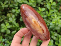 Polished Red Podocarpus Petrified Wood Standing Free Forms x 2 From Mahajanga, Madagascar