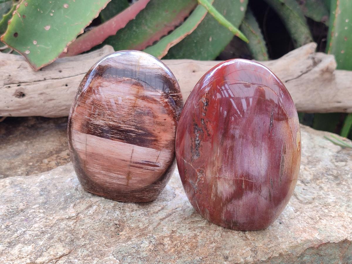 Polished Red Podocarpus Petrified Wood Standing Free Forms x 2 From Mahajanga, Madagascar