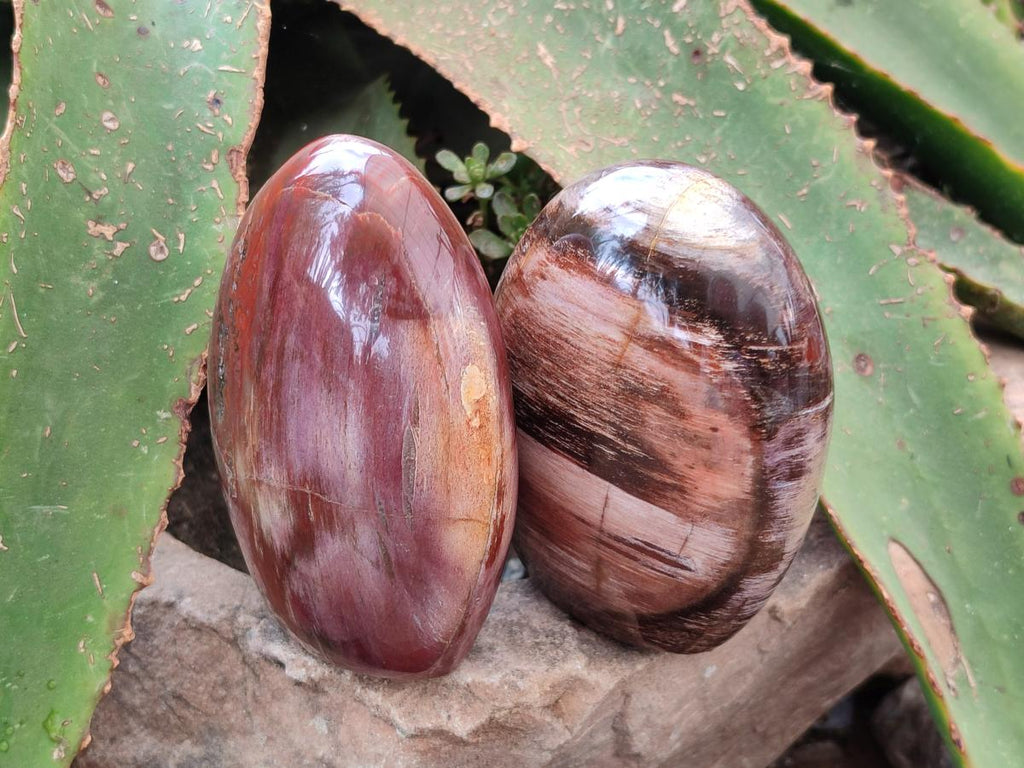 Polished Red Podocarpus Petrified Wood Standing Free Forms x 2 From Mahajanga, Madagascar