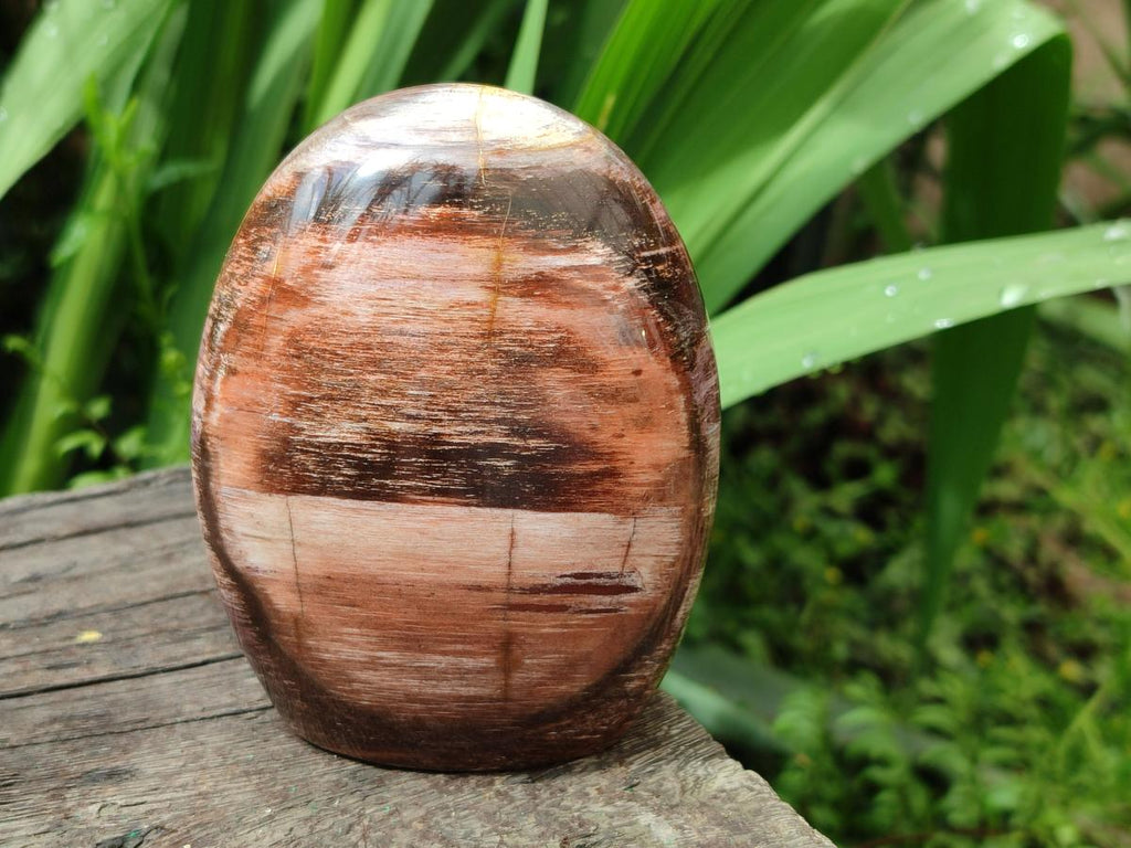 Polished Red Podocarpus Petrified Wood Standing Free Forms x 2 From Mahajanga, Madagascar