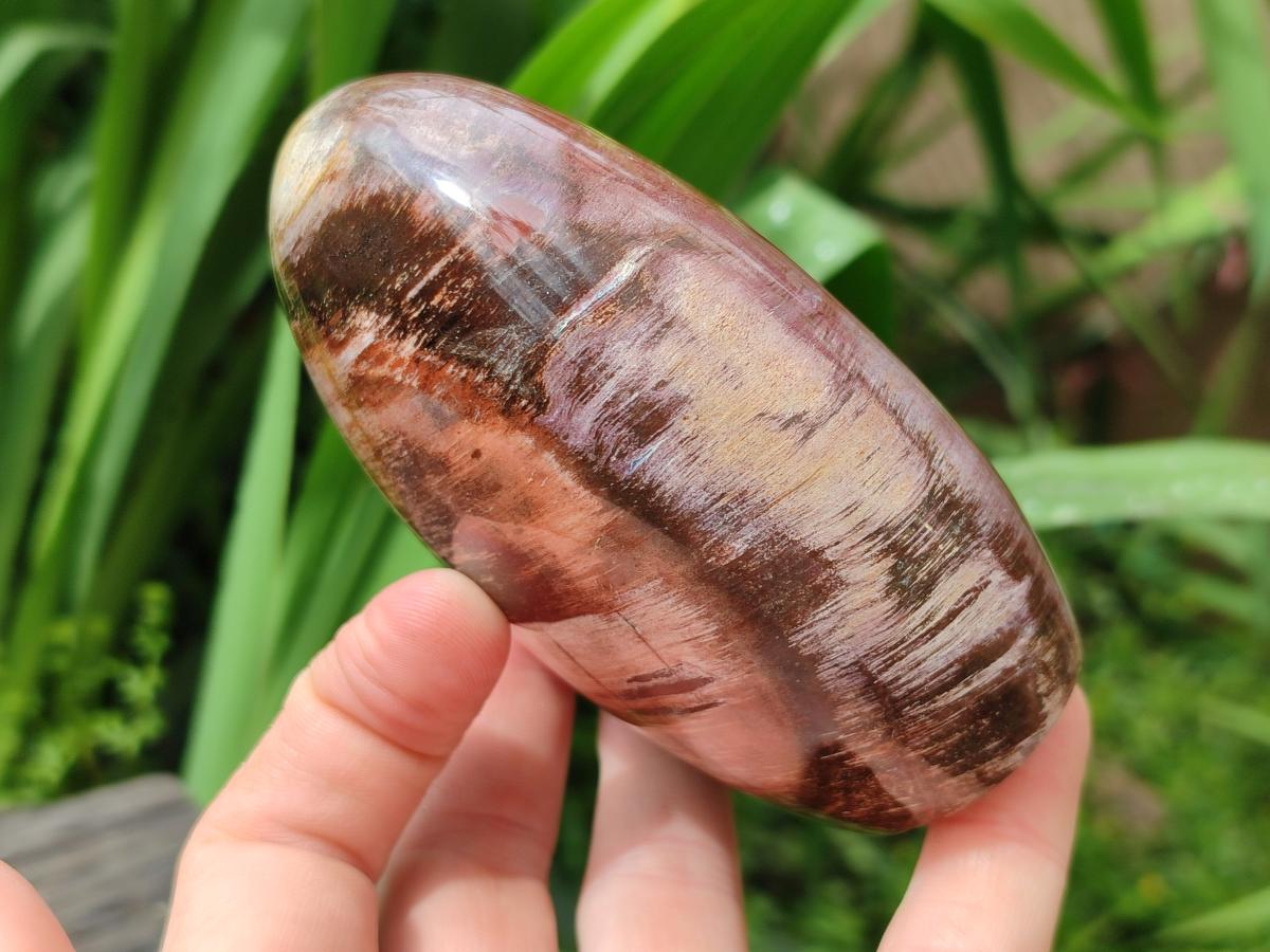 Polished Red Podocarpus Petrified Wood Standing Free Forms x 2 From Mahajanga, Madagascar