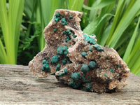 Natural Crystalline Ball Malachite and Quartz On Dolomite Specimen x 1 From Mindingi Mine, Kambove, Congo