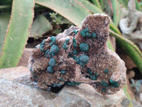 Natural Crystalline Ball Malachite and Quartz On Dolomite Specimen x 1 From Mindingi Mine, Kambove, Congo