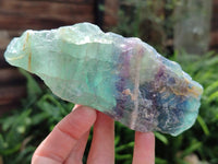 Natural Watermelon Fluorite Cobbed Specimens x 8 From Uis, Namibia