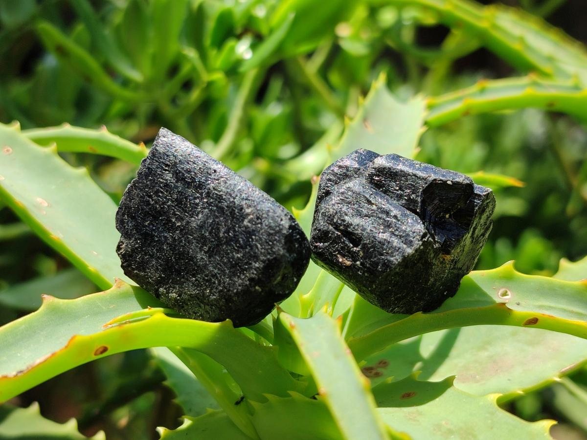 Natural Alluvial Schorl Black Tourmaline Crystals x 1.4 Kg Lot From Zimbabwe