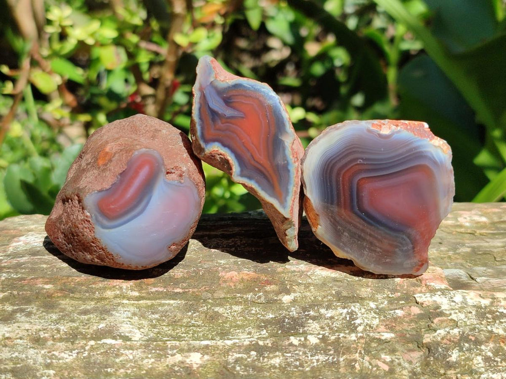 Polished On One Side Red Shashe River Agate Nodules x 35 From Shashe River, Zimbabwe
