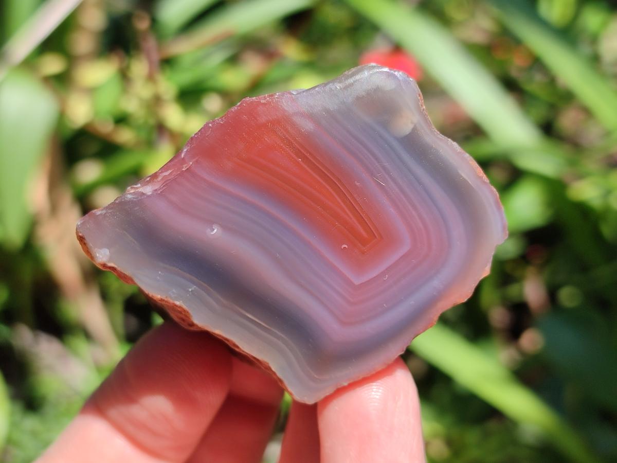 Polished On One Side Red Shashe River Agate Nodules x 35 From Shashe River, Zimbabwe