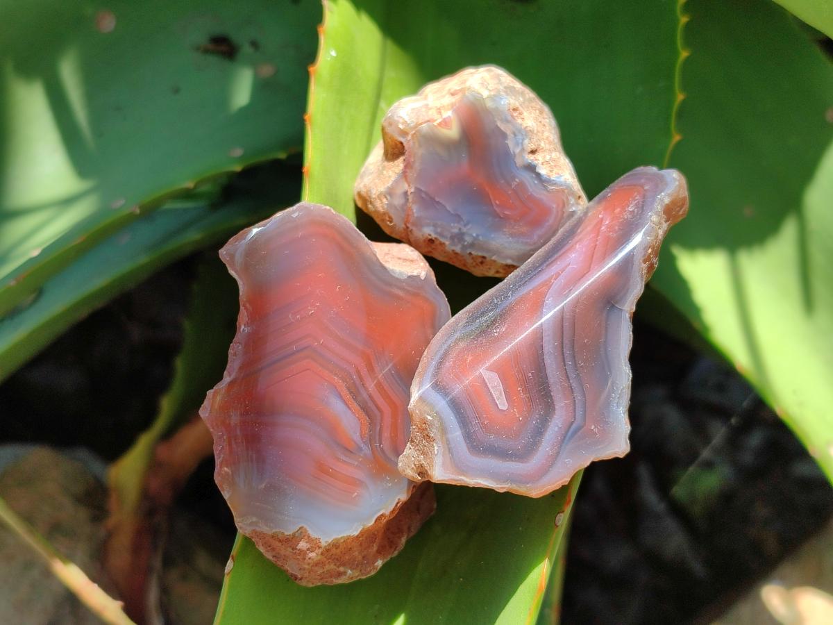 Polished On One Side Red Shashe River Agate Nodules x 35 From Shashe River, Zimbabwe