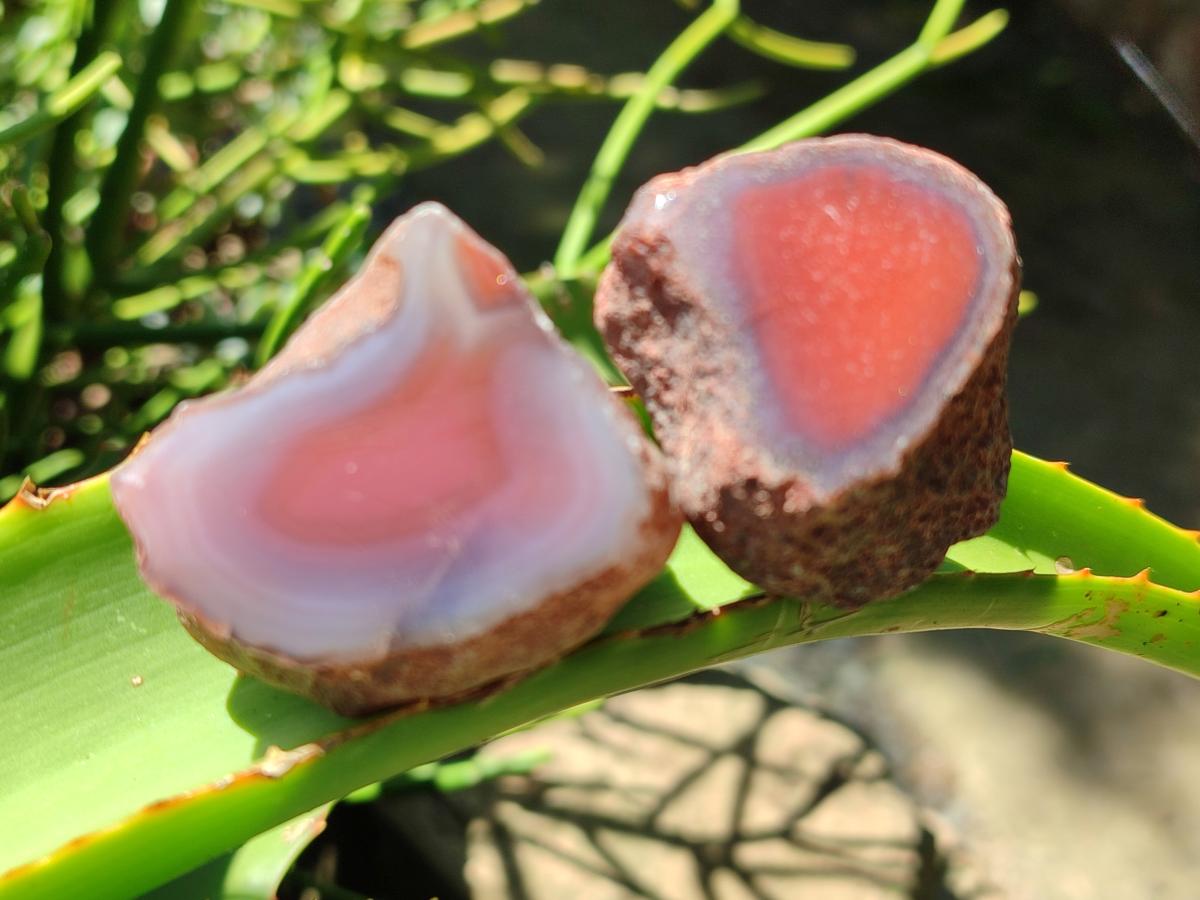 Polished On One Side Red Shashe River Agate Nodules x 35 From Shashe River, Zimbabwe