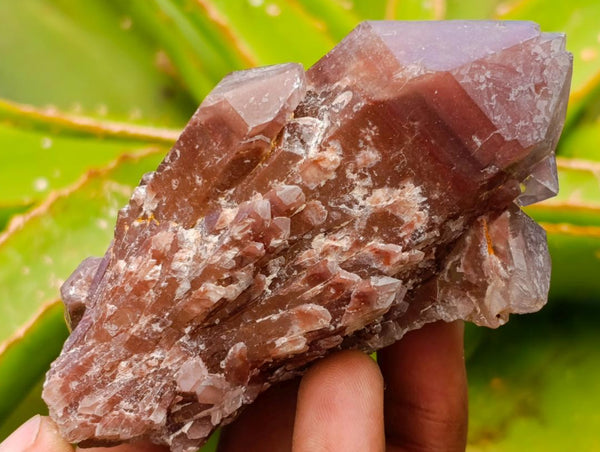 Natural Red Hematoid Quartz Crystals x 12 From Karoi, Zimbabwe