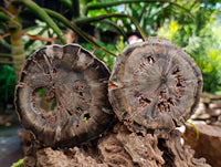 Polished On One Side Dadoxylon Petrified Wood Slices x 6 From Gokwe, Zimbabwe