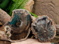 Polished On One Side Dadoxylon Petrified Wood Slices x 6 From Gokwe, Zimbabwe