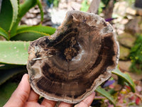 Polished On One Side Dadoxylon Petrified Wood Slices x 6 From Gokwe, Zimbabwe