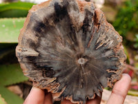 Polished On One Side Dadoxylon Petrified Wood Slices x 6 From Gokwe, Zimbabwe