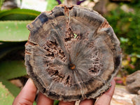 Polished On One Side Dadoxylon Petrified Wood Slices x 6 From Gokwe, Zimbabwe