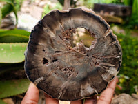 Polished On One Side Dadoxylon Petrified Wood Slices x 6 From Gokwe, Zimbabwe