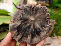 Polished On One Side Dadoxylon Petrified Wood Slices x 6 From Gokwe, Zimbabwe
