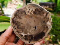 Polished On One Side Dadoxylon Petrified Wood Slices x 6 From Gokwe, Zimbabwe