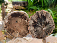 Polished On One Side Dadoxylon Petrified Wood Slices x 6 From Gokwe, Zimbabwe