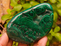 Polished Flower Banded Malachite Free Forms x 6 From Congo