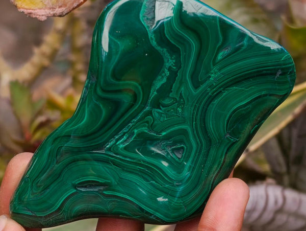 Polished Flower Banded Malachite Free Forms x 6 From Congo