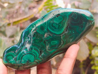 Polished Flower Banded Malachite Free Forms x 6 From Congo