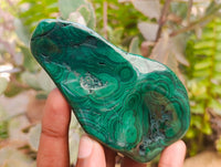 Polished Flower Banded Malachite Free Forms x 6 From Congo