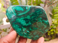 Polished Flower Banded Malachite Free Forms x 6 From Congo