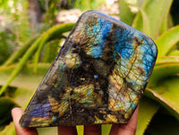 Polished Labradorite Standing Free Forms x 2 From Tulear, Madagascar
