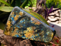 Polished Labradorite Standing Free Forms x 2 From Tulear, Madagascar