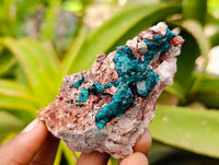 Natural Dioptase On Dolomite Specimens x 6 From Likasi, Congo