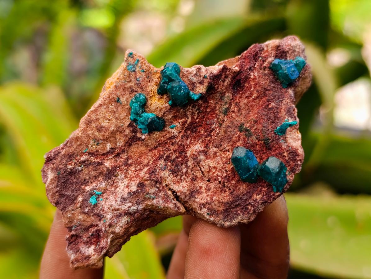 Natural Dioptase On Dolomite Specimens x 6 From Likasi, Congo