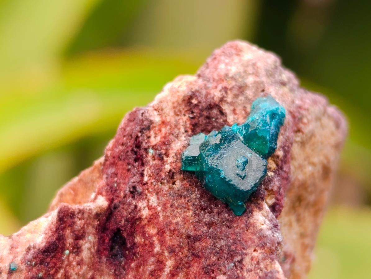 Natural Dioptase On Dolomite Specimens x 6 From Likasi, Congo