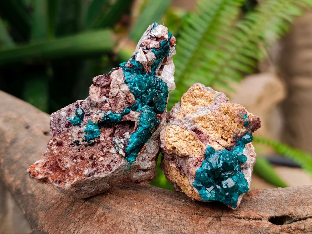 Natural Dioptase On Dolomite Specimens x 6 From Likasi, Congo