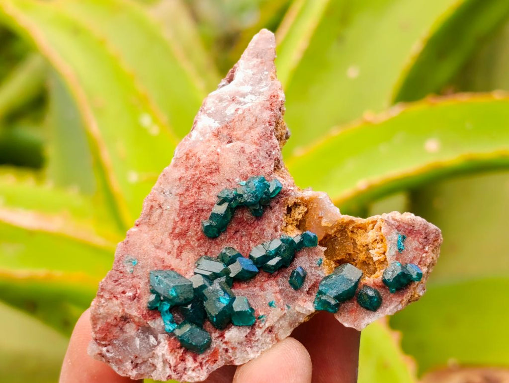 Natural Dioptase On Dolomite Specimens x 6 From Likasi, Congo