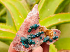 Natural Dioptase On Dolomite Specimens x 6 From Likasi, Congo