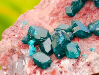 Natural Dioptase On Dolomite Specimens x 6 From Likasi, Congo