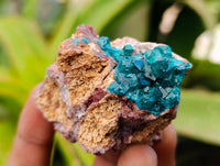 Natural Dioptase On Dolomite Specimens x 6 From Likasi, Congo