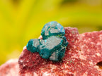 Natural Dioptase On Dolomite Specimens x 6 From Likasi, Congo