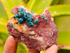 Natural Dioptase On Dolomite Specimens x 6 From Likasi, Congo